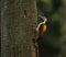 The Colorful woodpecker perched on a bark with beautiful background