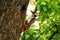 Colorful woodpecker on a tree with selective focus