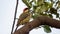 Colorful  woodpecker watching