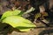 Colorful worm walking on foliage