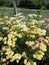 Colorful yarrow flowers on Mamquam Blind channel dike. Squamish BC, Canada