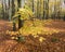 Colorful yellow beech leaves in autumnal forest