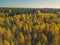 Colorful yellow birch trees, aerial view at autumn above the forest, Lithuania