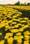 Colorful yellow chrysanthemum row for ready to harvest in the countryside farm
