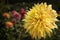 Colorful Yellow Dahlia Flower Garden