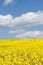 Colorful yellow field, Brassica napus, under a blue sky wit