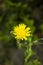 Colorful  yellow flower at City Park Porto