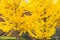 Colorful yellow ginko leaves branch tree in showa kinen park, To