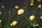 Colorful yellow globe-flowers with green leaves. Green blured grass.