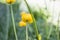 Colorful yellow globe-flowers with green leaves. Green blured grass.