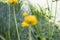 Colorful yellow globe-flowers with green leaves. Green blured grass.