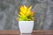 Colorful yellow houseplant in white pot