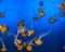 Colorful Yellow Jellyfish in Blue Water