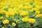 Colorful yellow marigold flowers blooming in garden or american marigold, african marigold tagetes erecta ,ornamental nature