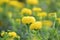 Colorful yellow marigold flowers with selective focus and nice blur background