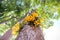 Colorful yellow orchid flower blooming Dendrobium lindleyi Steud decorative hanging on rubber tree under view background