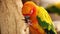 Colorful yellow parrot eating peanut, Sun Conure (Aratinga solstitialis)