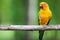 Colorful yellow parrot, Sun Conure