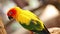 Colorful yellow parrot, Sun Conure (Aratinga solstitialis)