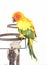 Colorful Yellow Parrot, Sun Conure Aratinga solstitialis, Stan