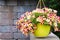 Colorful yellow pot of hanging summer petunias