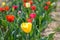 Colorful yellow red and crimson tulips in a field