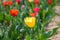 Colorful yellow red and crimson tulips in a field