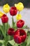 Colorful yellow and red tulips grow with green leaves on plot. Closeup