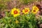 Colorful, yellow and rust tone spring flowers
