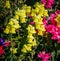 Colorful yellow snapdragons fill the garden with color