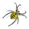 Colorful Yellow Spider Isolated