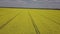 Colorful yellow spring crop of canola, rapeseed or rape viewed from above