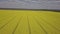 Colorful yellow spring crop of canola, rapeseed or rape viewed from above