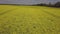 Colorful yellow spring crop of canola, rapeseed or rape viewed from above