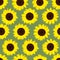Colorful yellow sunflowers. Seamless pattern.