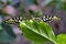 Colorful yellow swallowtail staring while resting on a green leaf.