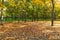 Colorful yellow trees in a wooded autumn park.