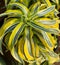 Colorful yellow variegated Dracena houseplant