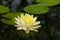 Colorful yellow water lilly