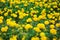 Colorful yeloow marigold flowers blooming in garden or american marigold, african marigold tagetes erecta ,ornamental nature