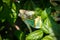 Colorful Yemen chameleon close up