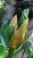 Colorful of  Young jackfruit