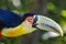 Colorful young Toco Toucan tropical bird in Pantanal with blue eyes, Brazil