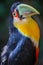 Colorful young Toco Toucan tropical bird in Pantanal, Brazil