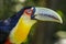 Colorful young Toco Toucan tropical bird in Pantanal, Brazil