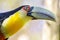 Colorful young Toco Toucan tropical bird in Pantanal, Brazil