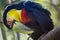Colorful young Toco Toucan tropical bird in Pantanal, Brazil