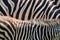 Colorful zebra fur pattern.
