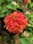 colorful zinia flower blooming