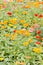 Colorful Zinnia Elegans Flowers Field.
